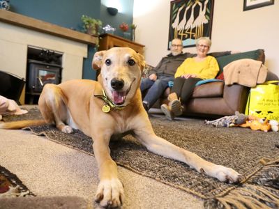 Underdog Jake finds his forever home