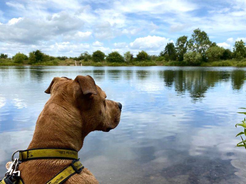 Snoop on his on lead walks with canine carers at the reservoir near Darlington rehoming centre.